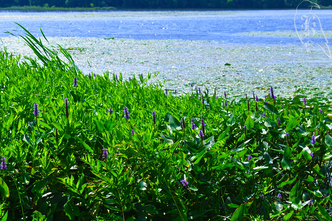 Lakeview and Oak Woods&nbsp;Loop