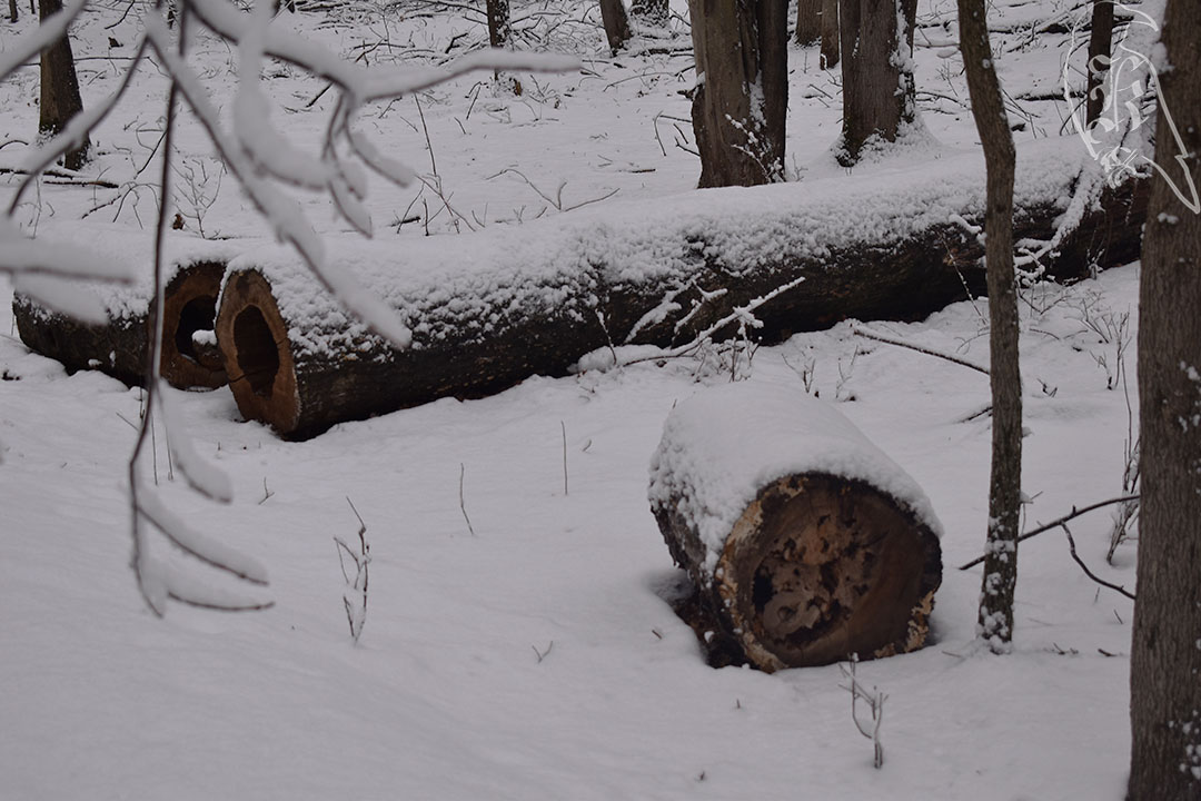 Bishop’s Bog Preserve Trail (Sort&nbsp;Of)