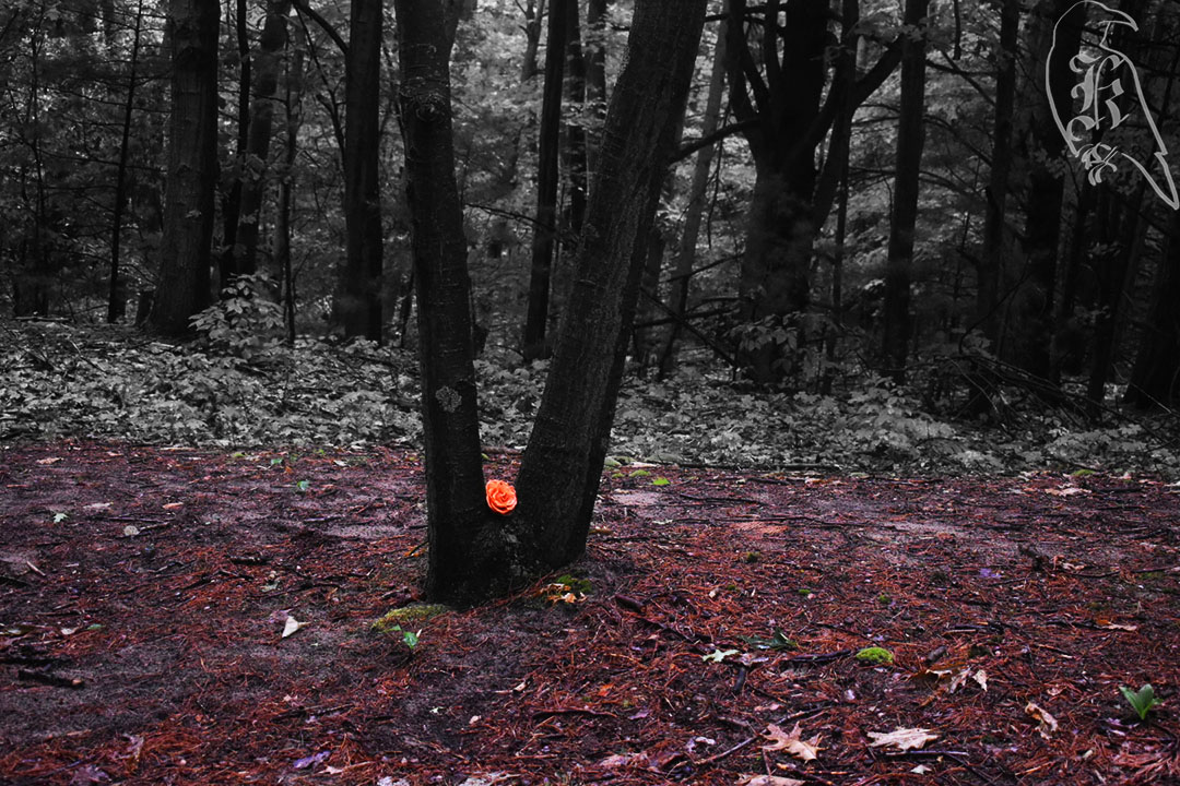 Homestead Trail and Livingston Trail&nbsp;Loop