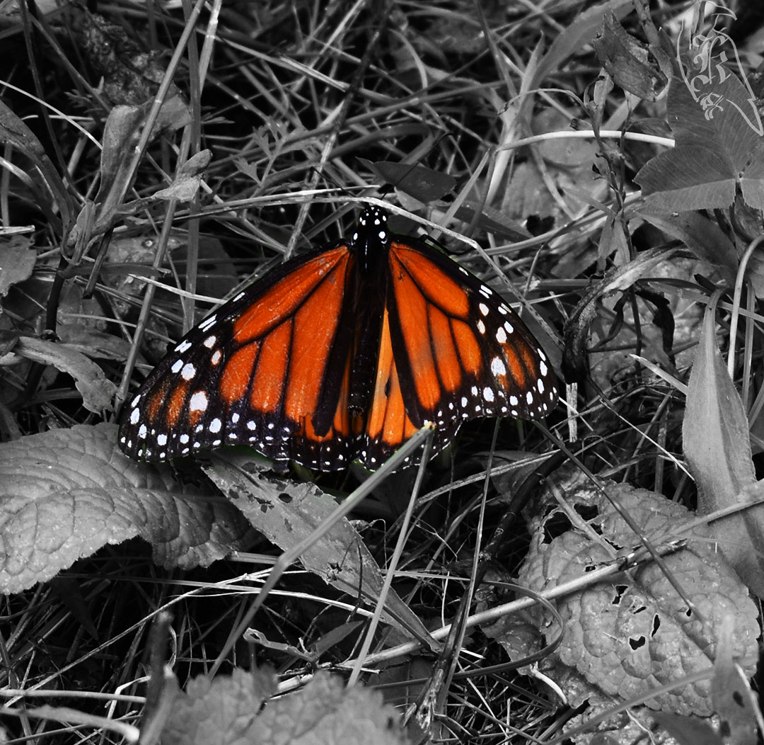 LeForge Woods and Parker&nbsp;Mill