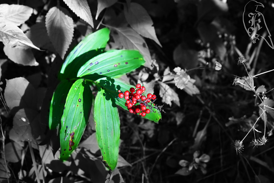 Black Pond Woods and Traver&nbsp;Creek