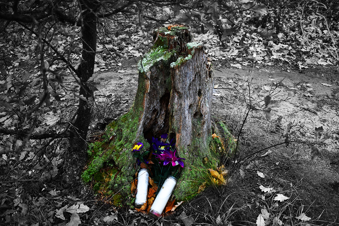 A Thanksgiving Adventure